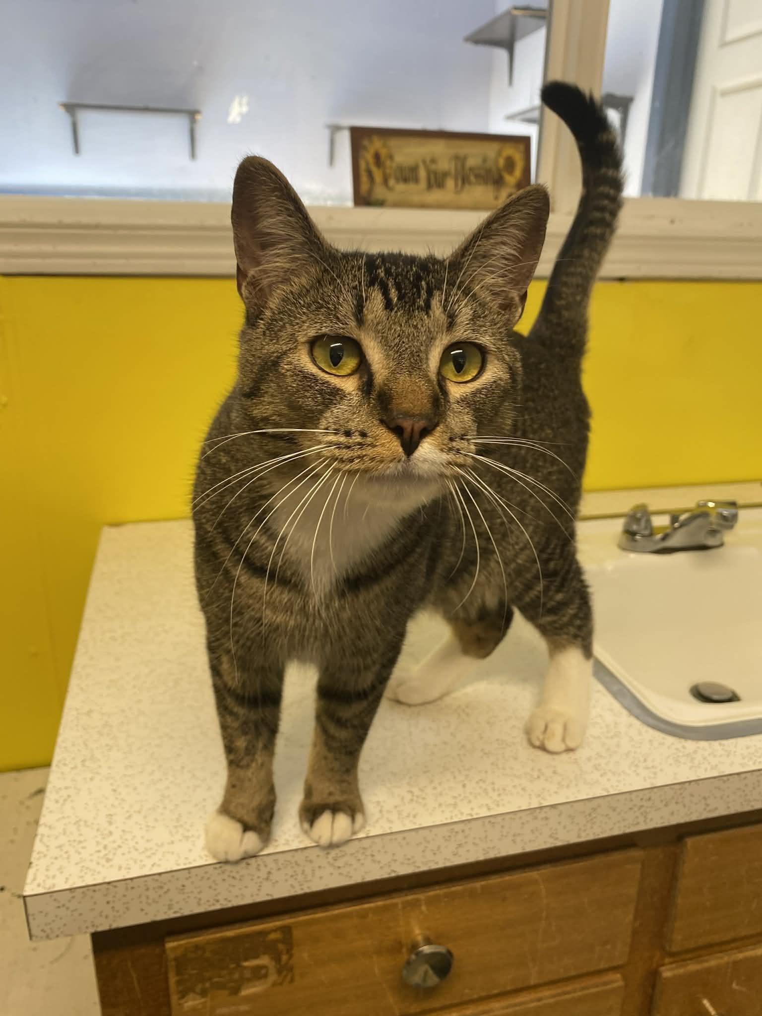 Enlarge Leonard, a ADOPTABLE Domestic Short Hair in St. Maries, ID image 5/6