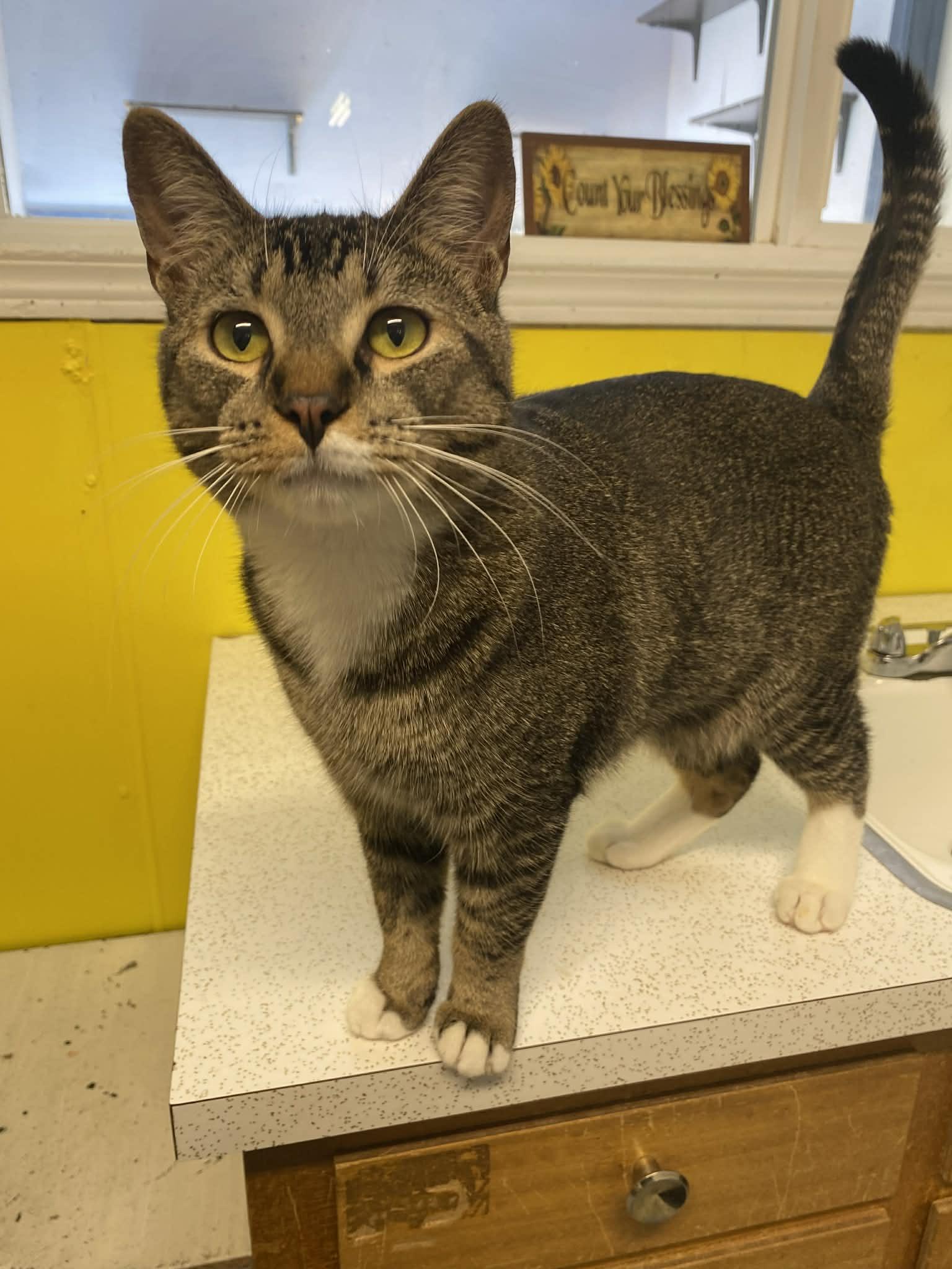 Enlarge Leonard, a ADOPTABLE Domestic Short Hair in St. Maries, ID image 6/6