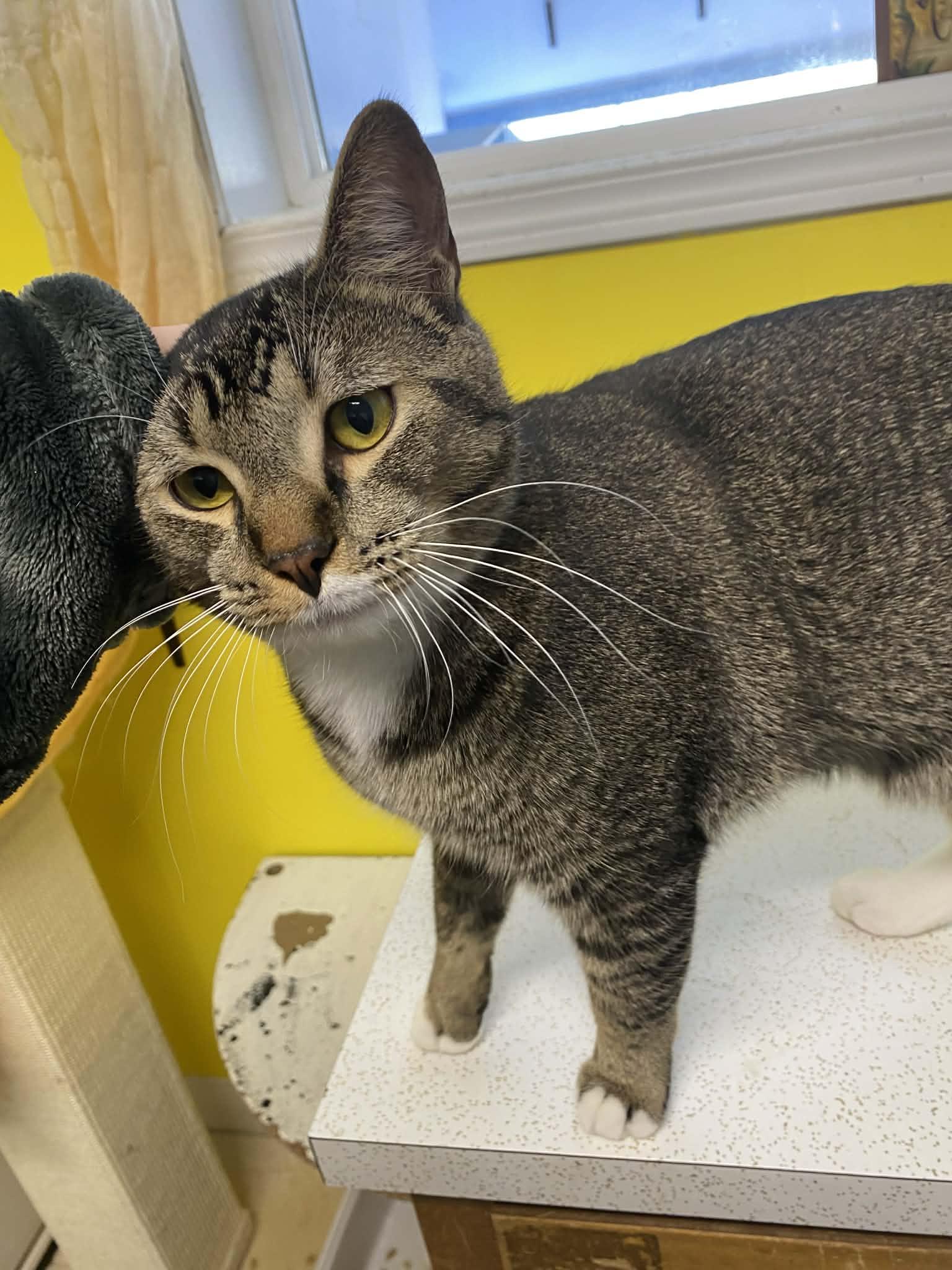 Leonard, ADOPTABLE, Adult Male Domestic Short Hair.