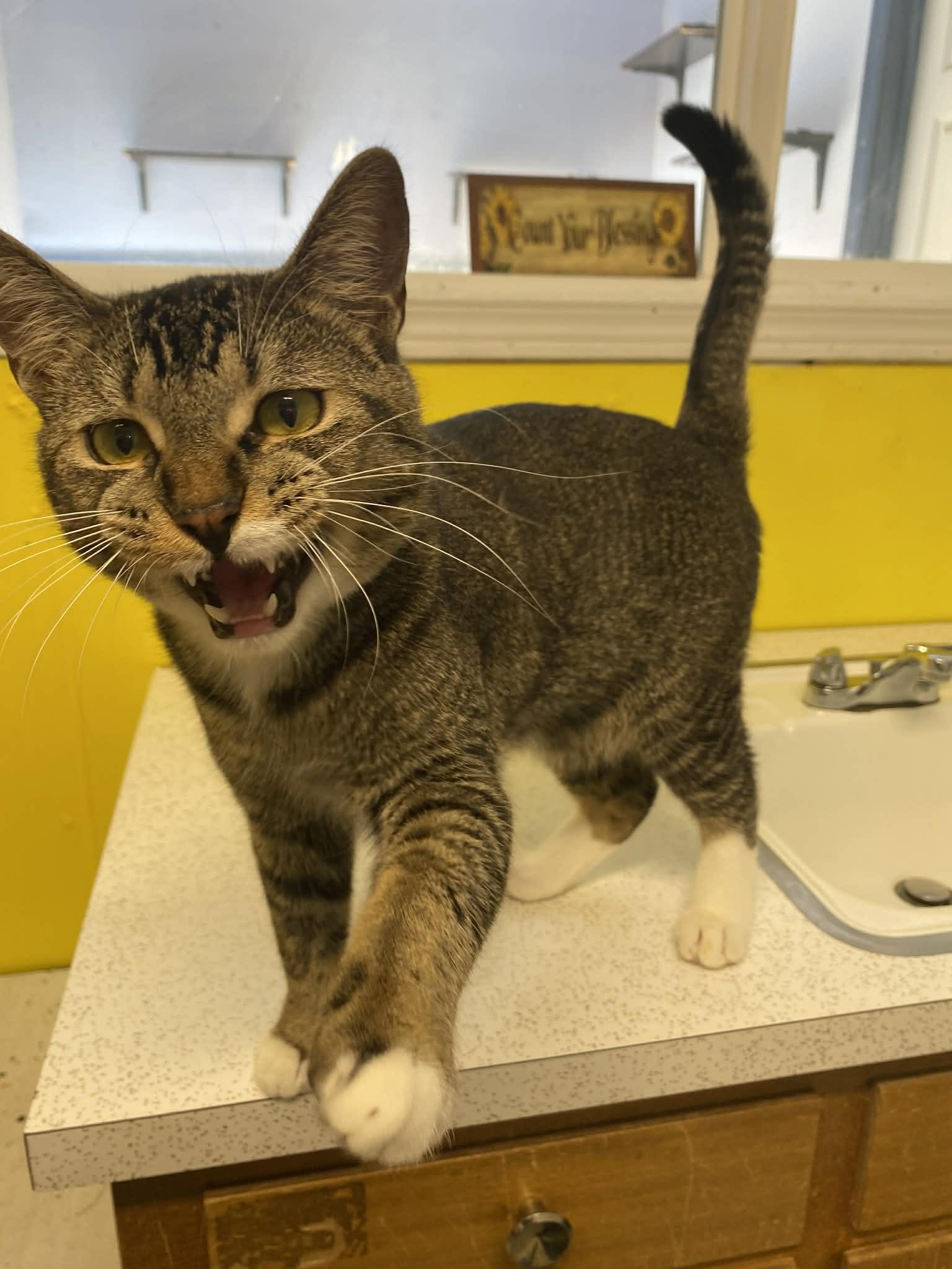 Enlarge Leonard, a ADOPTABLE Domestic Short Hair in St. Maries, ID image 4/6
