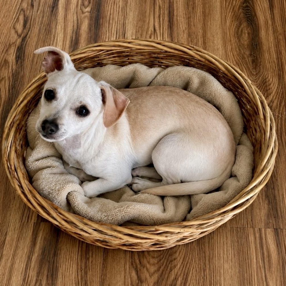 Dizzy, a ADOPTABLE mixed breed in Ooltewah, TN image 2/6