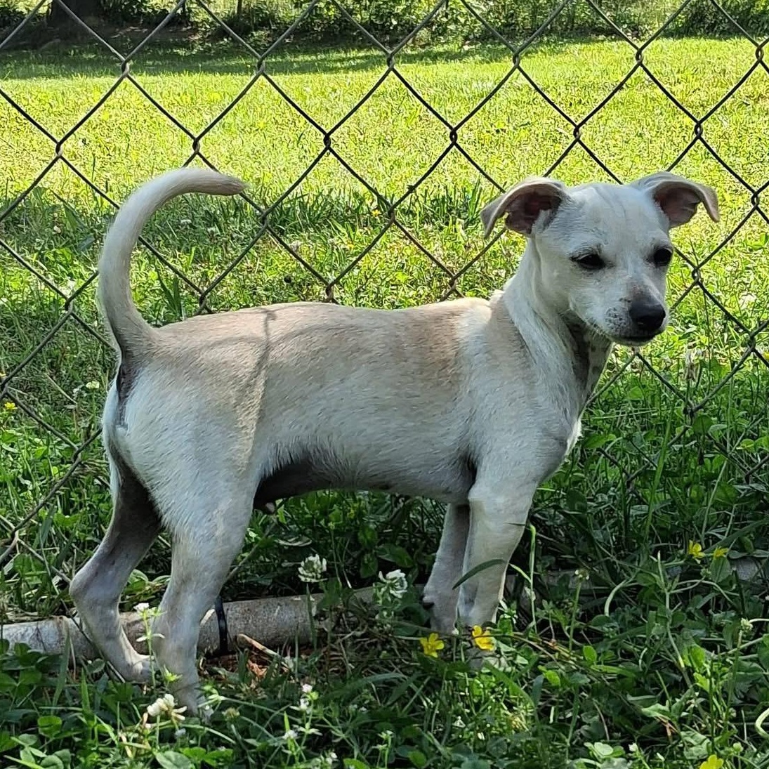 Dizzy, a ADOPTABLE mixed breed in Ooltewah, TN image 5/5