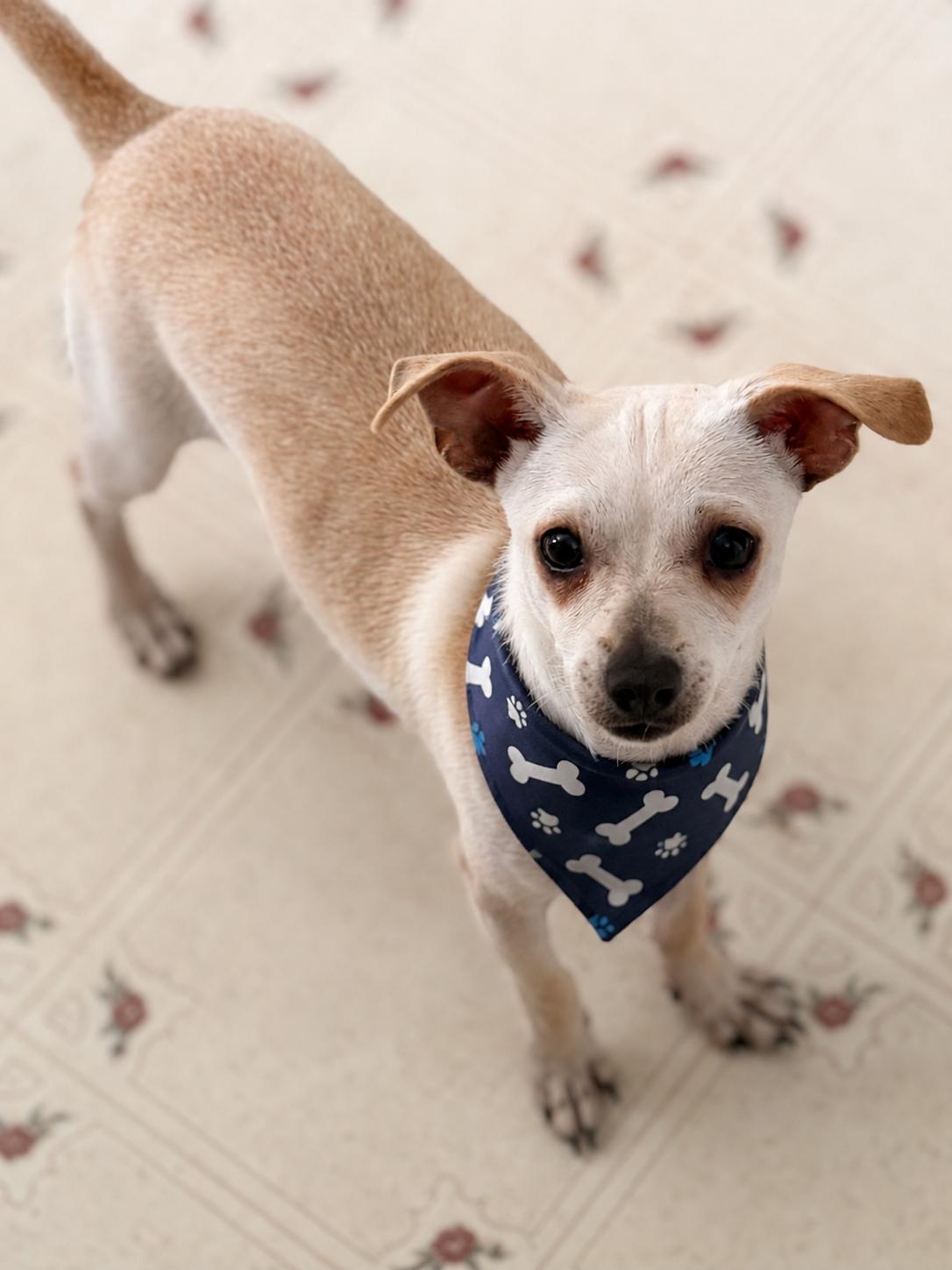 Dizzy, a ADOPTABLE mixed breed in Ooltewah, TN image 3/6