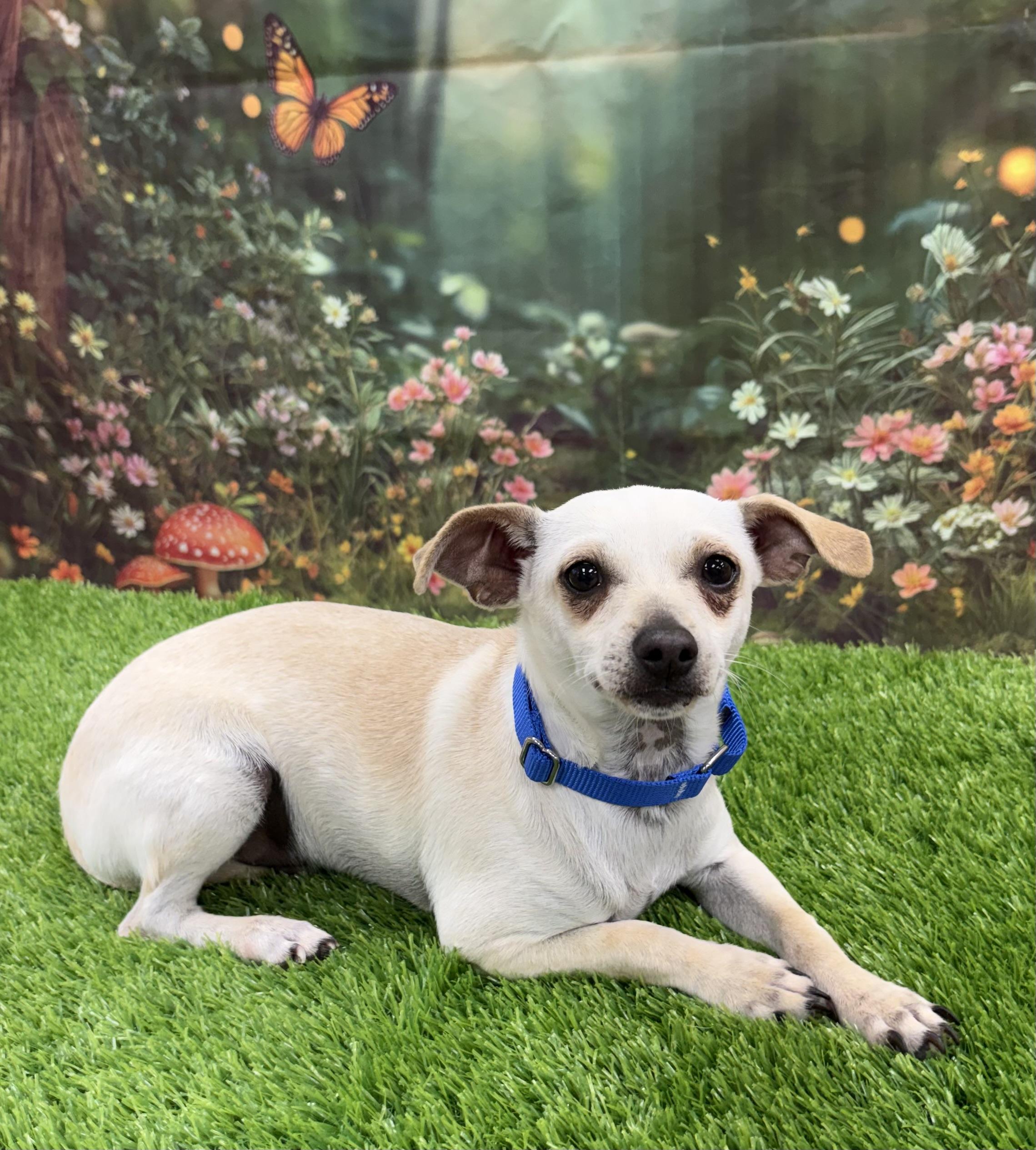Dizzy, a ADOPTABLE mixed breed in Ooltewah, TN image 1/6
