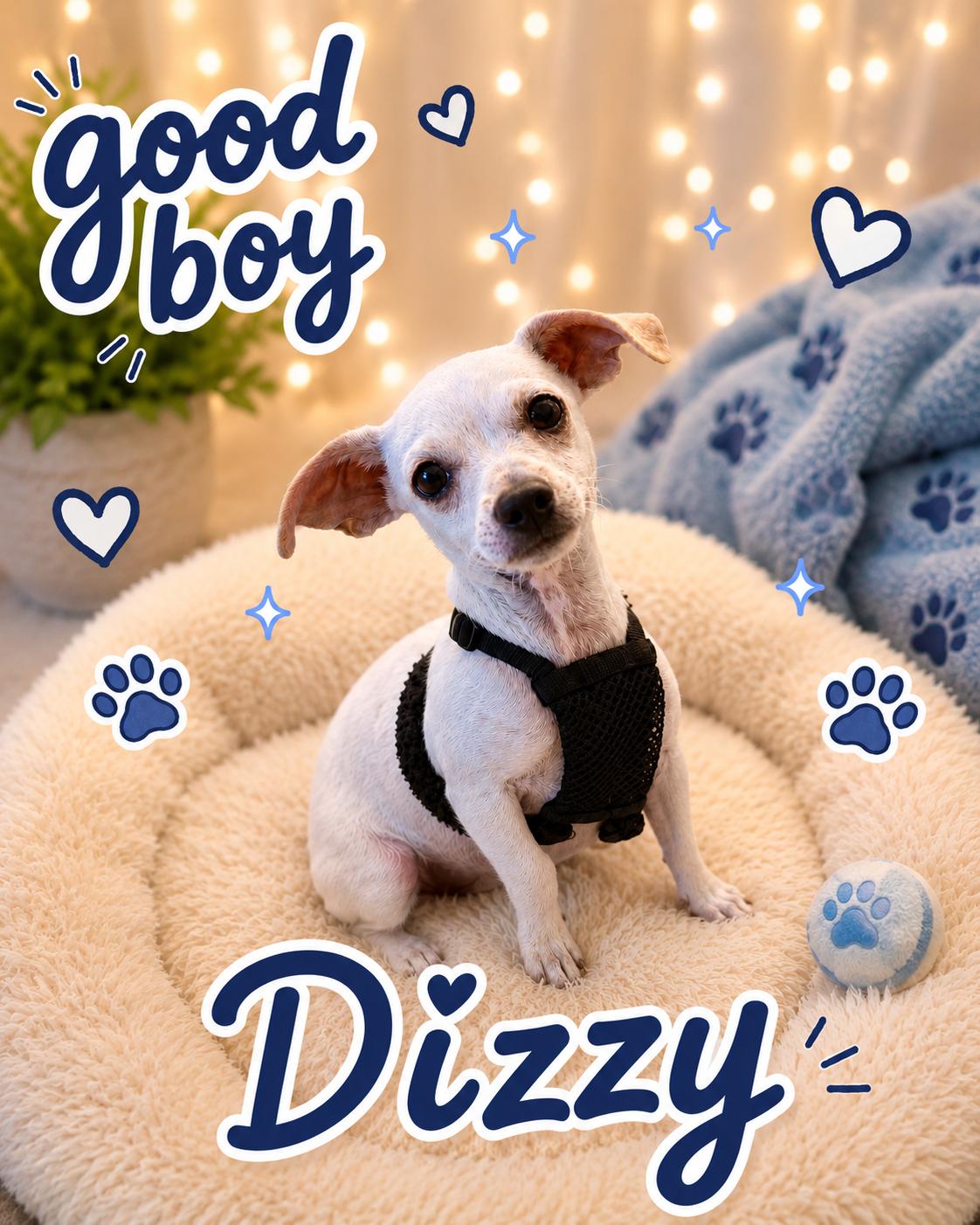 Dizzy, a ADOPTABLE mixed breed in Ooltewah, TN image 3/6