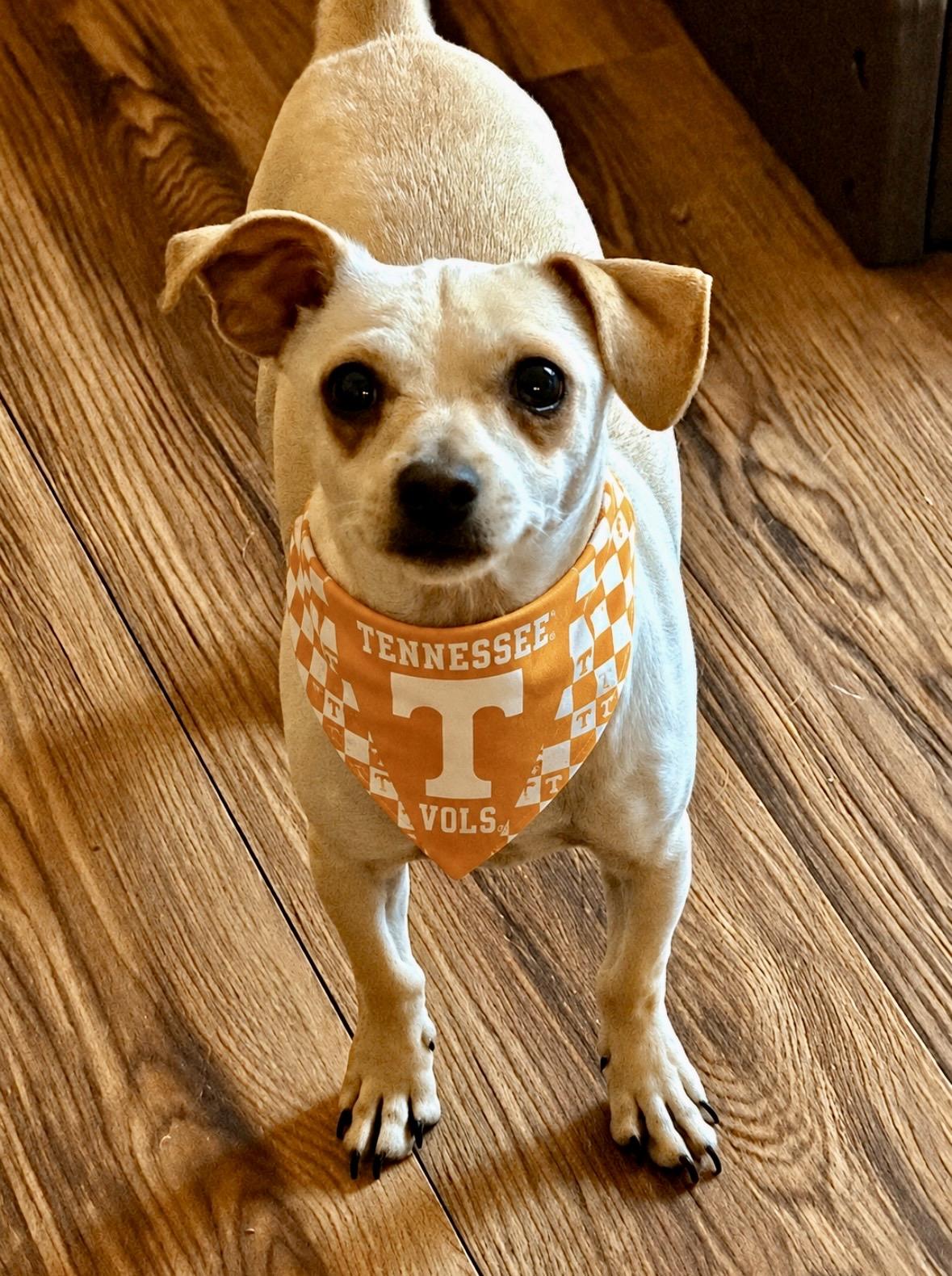 Dizzy, a ADOPTABLE mixed breed in Ooltewah, TN image 2/6