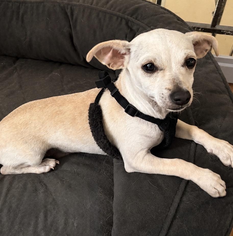 Dizzy, a ADOPTABLE mixed breed in Ooltewah, TN image 1/5