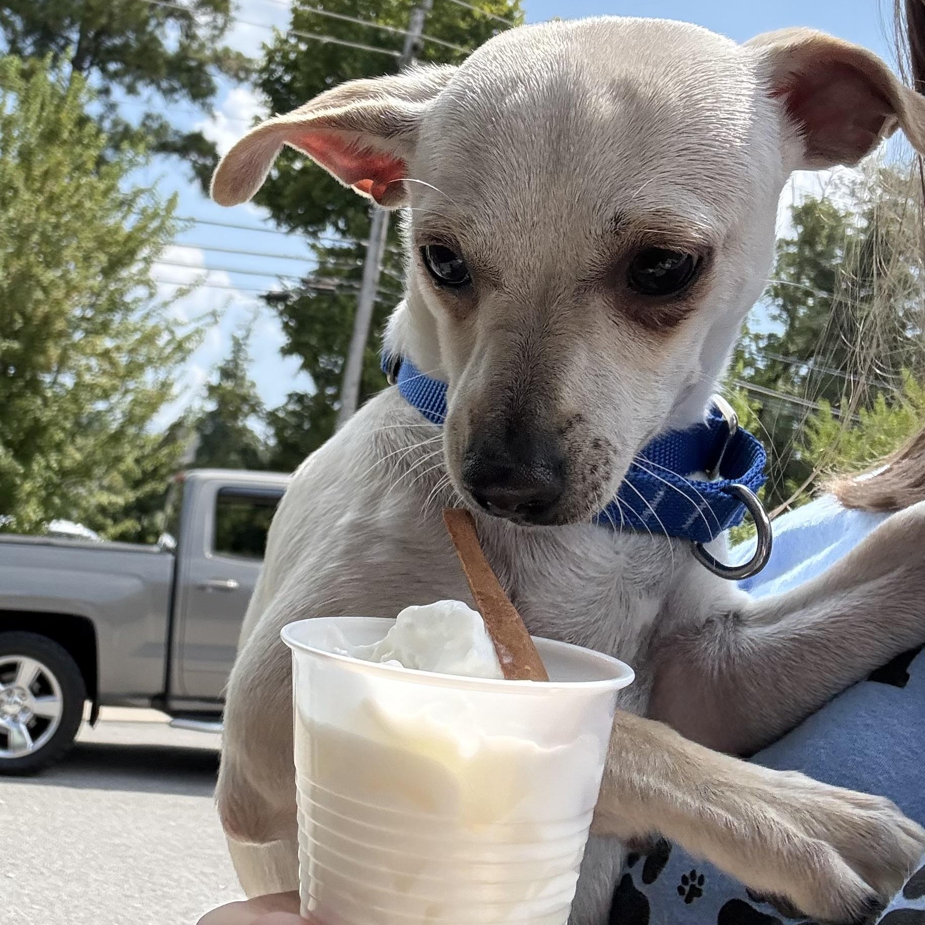 Dizzy, a ADOPTABLE mixed breed in Ooltewah, TN image 5/6