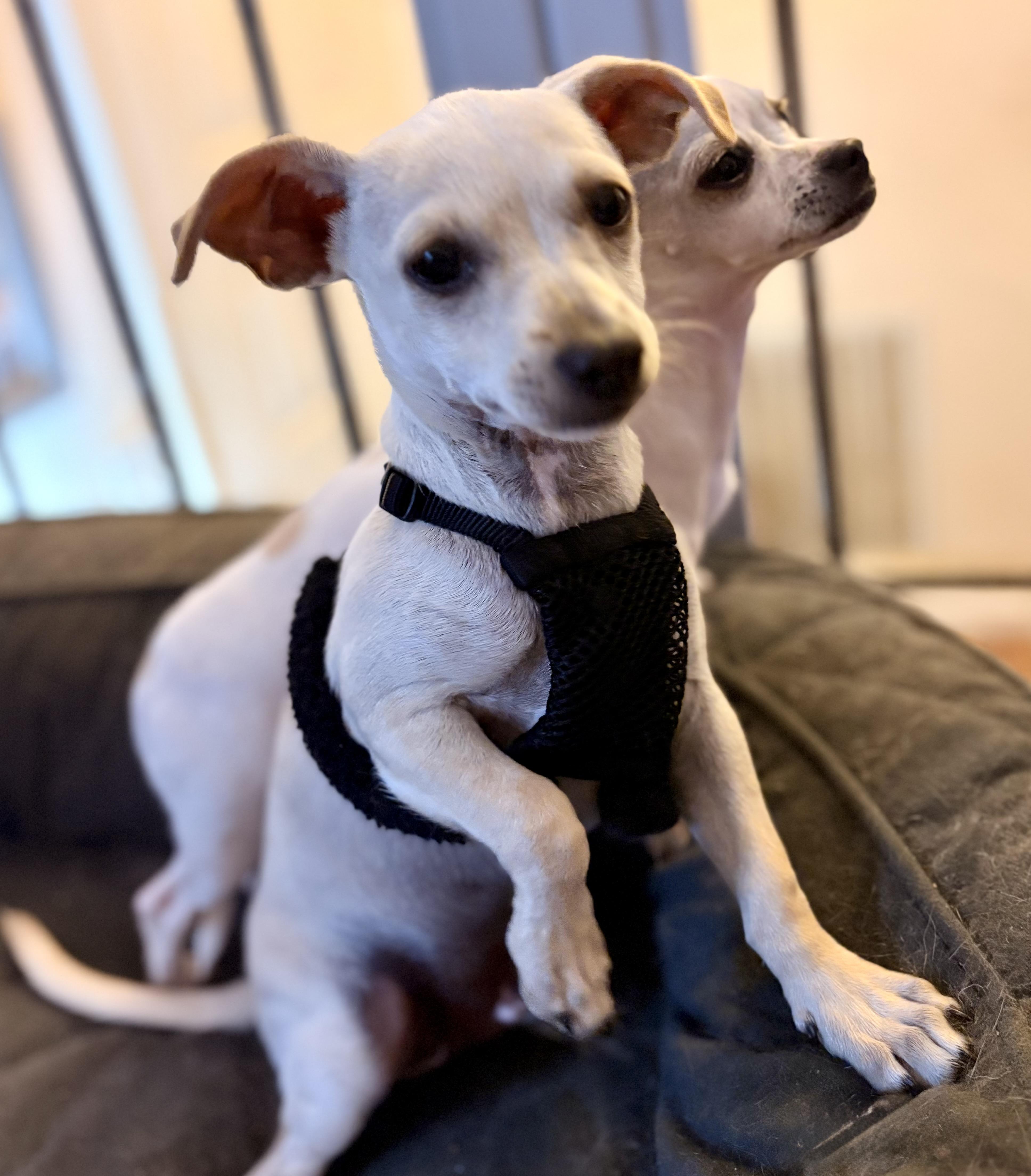 Dizzy, a ADOPTABLE mixed breed in Ooltewah, TN image 2/5