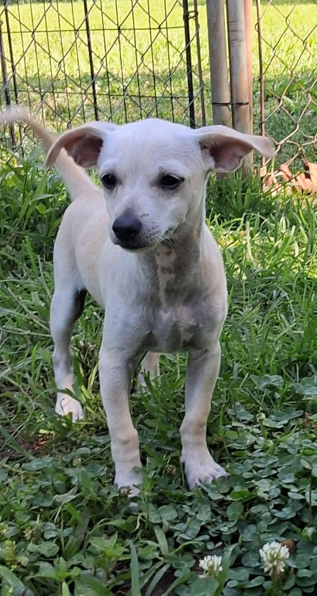 Dizzy, a ADOPTABLE mixed breed in Ooltewah, TN image 3/5