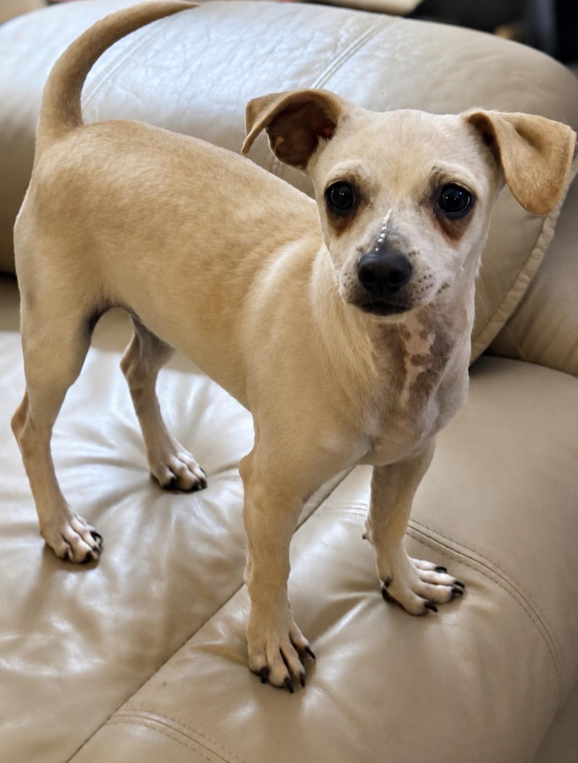 Dizzy, a ADOPTABLE mixed breed in Ooltewah, TN image 4/6