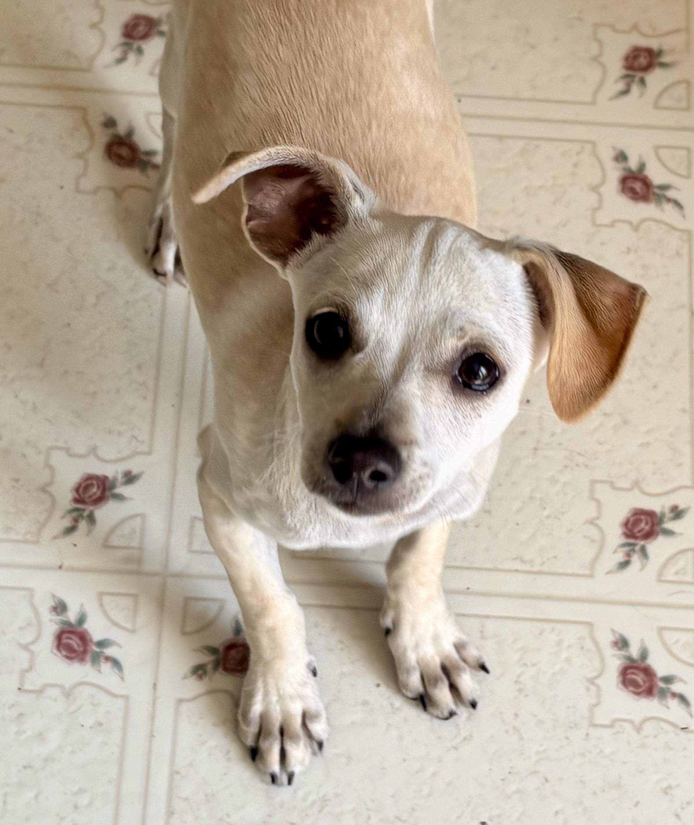 Dizzy, a ADOPTABLE mixed breed in Ooltewah, TN image 6/6