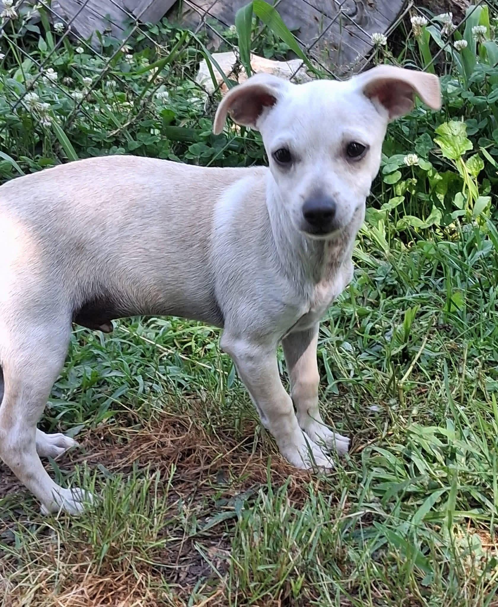 Dizzy, a ADOPTABLE mixed breed in Ooltewah, TN image 4/5