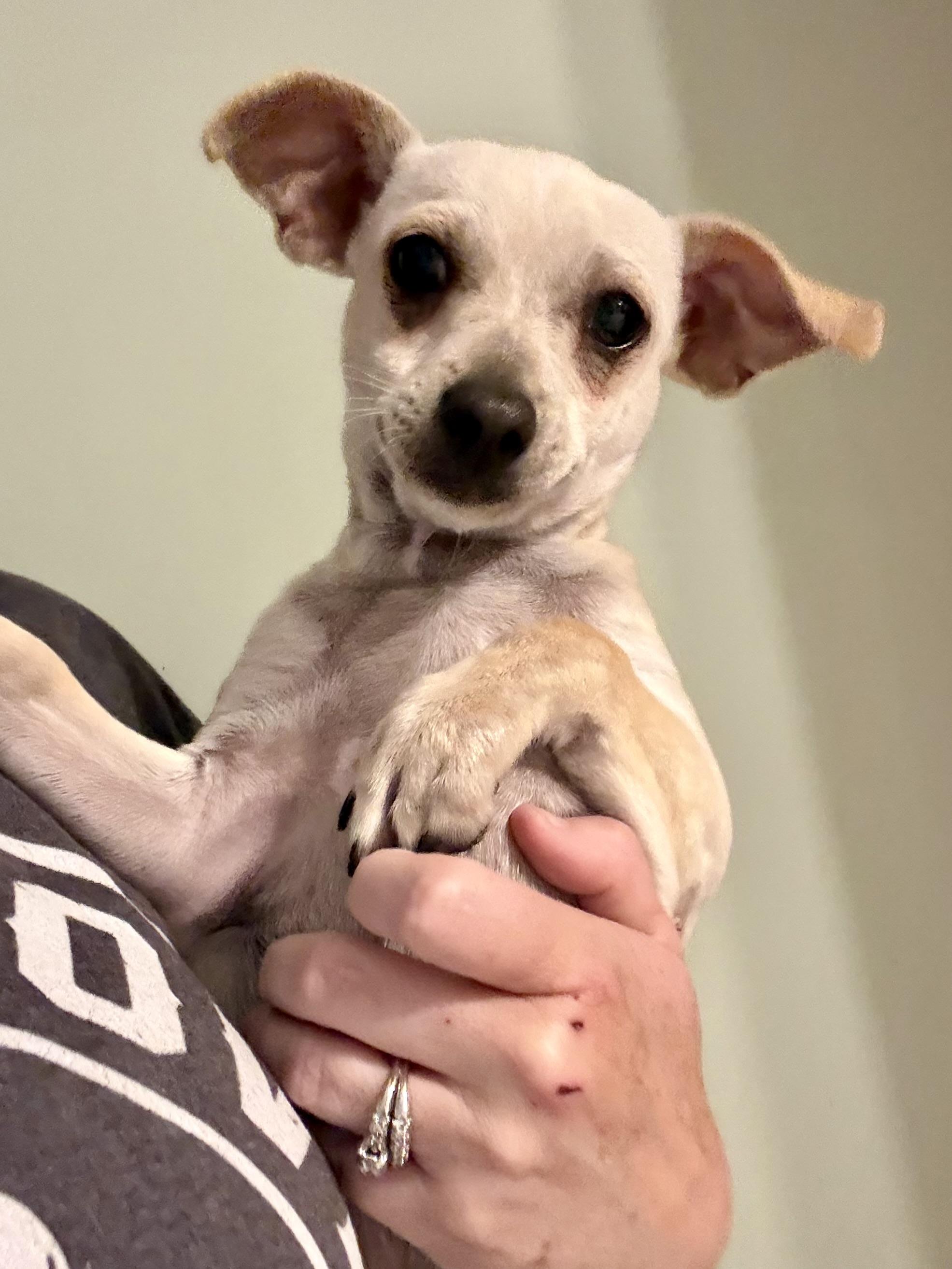 Dizzy, a ADOPTABLE mixed breed in Ooltewah, TN image 1/6