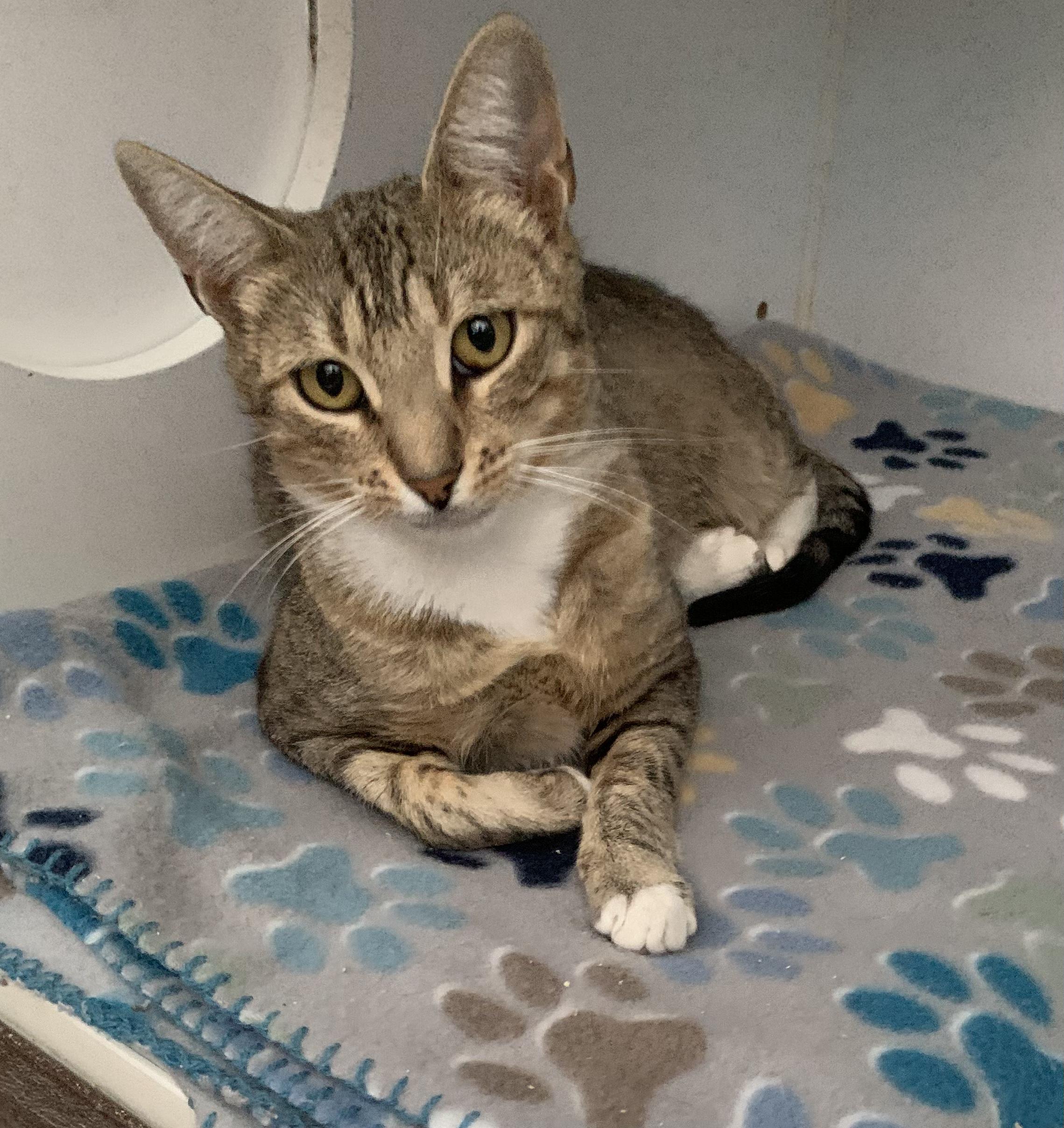 Fiddlesticks Domestic Short Hair Cat