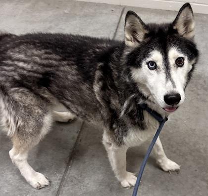 Kodiac, Adoptable, Adult Male Siberian Husky.