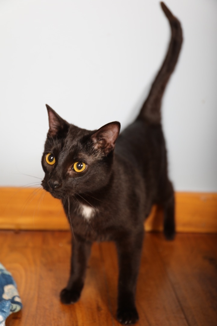 Okoye , an adoptable Domestic Short Hair in Hillsboro, TN, 37342 | Photo Image 3