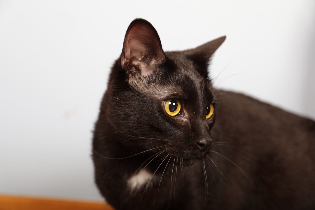 Okoye , an adoptable Domestic Short Hair in Hillsboro, TN, 37342 | Photo Image 2