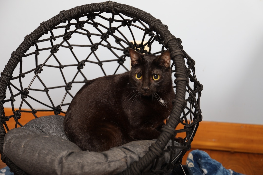 Okoye , an adoptable Domestic Short Hair in Hillsboro, TN, 37342 | Photo Image 1