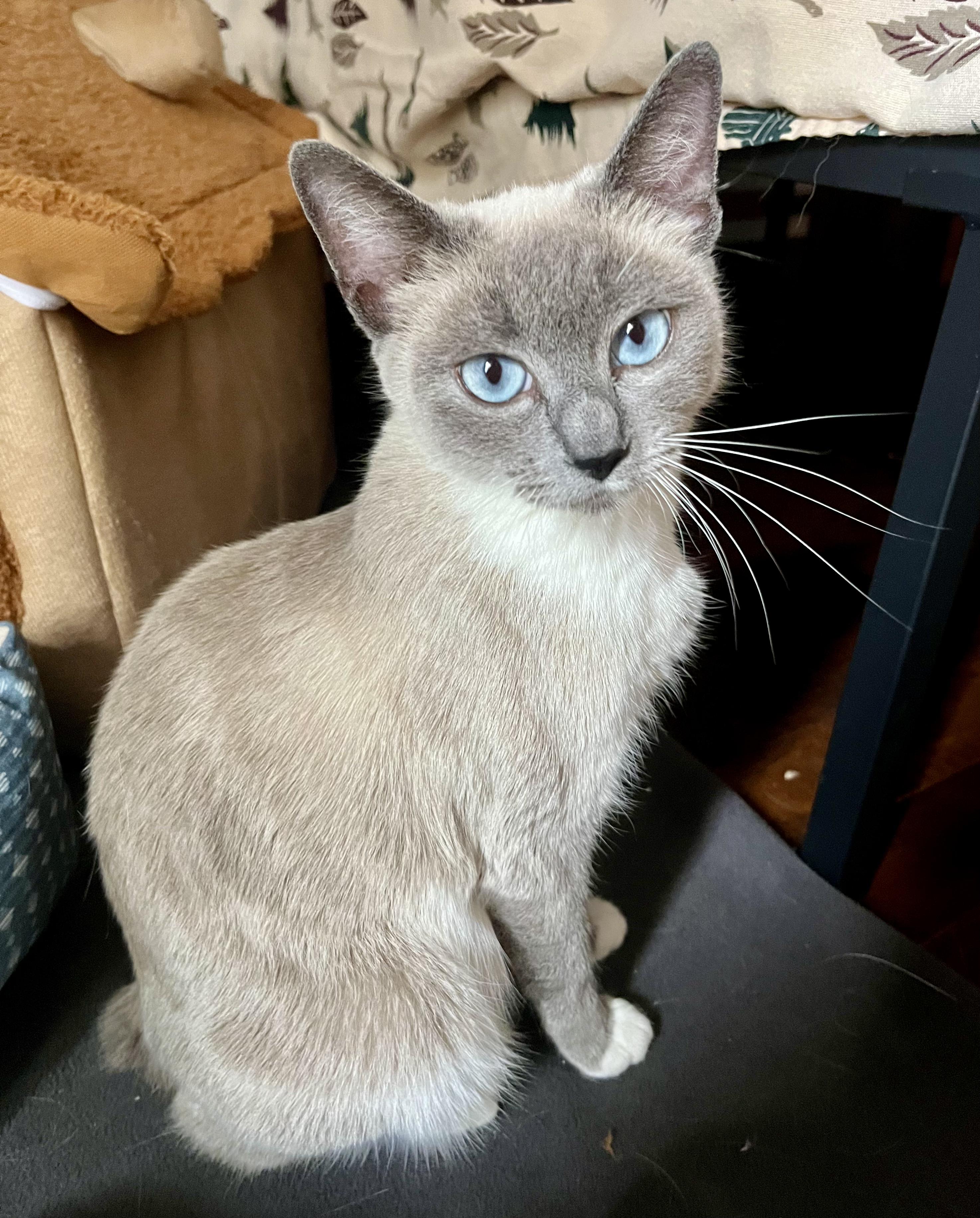 Honey, an adopted mixed breed in Springfield, OR image 2/5