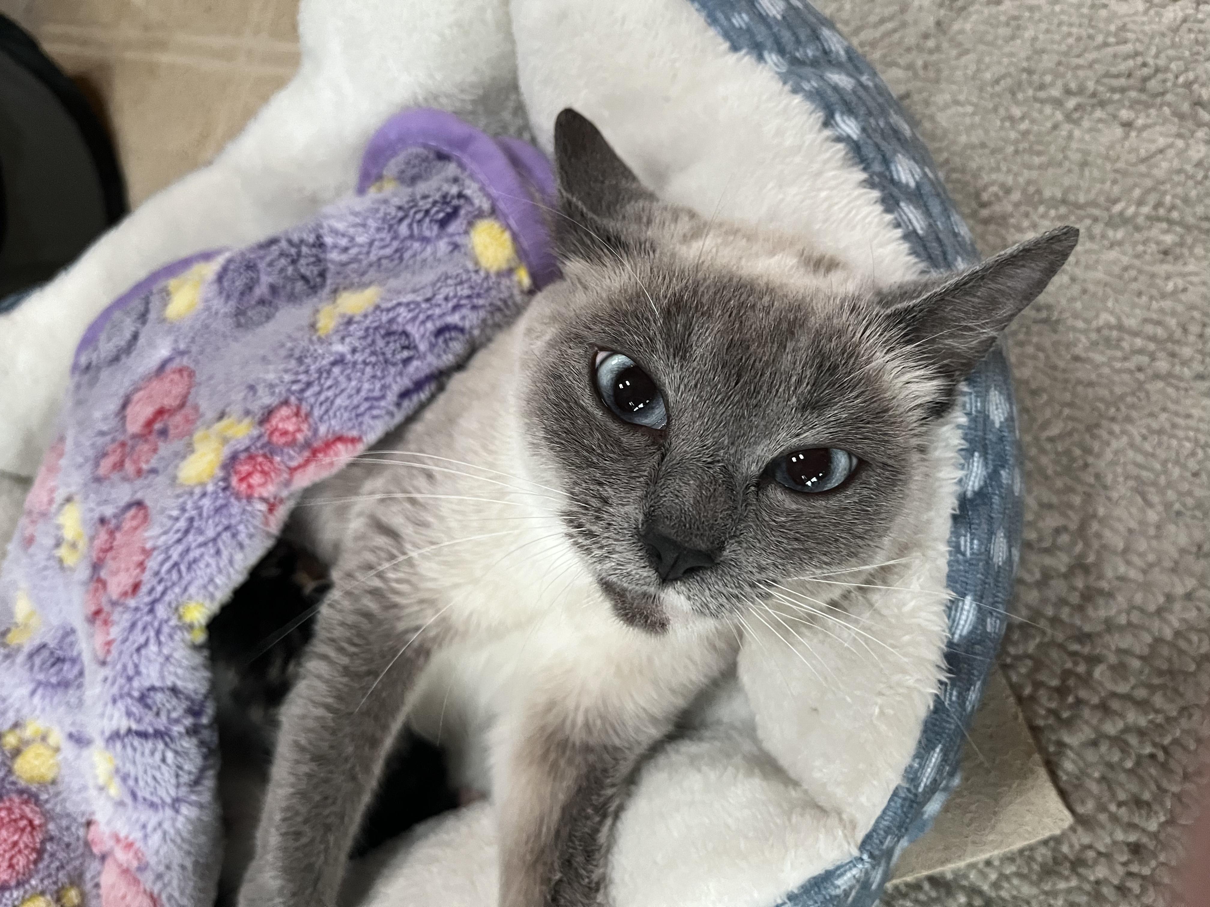 Honey, an adopted mixed breed in Springfield, OR image 3/5
