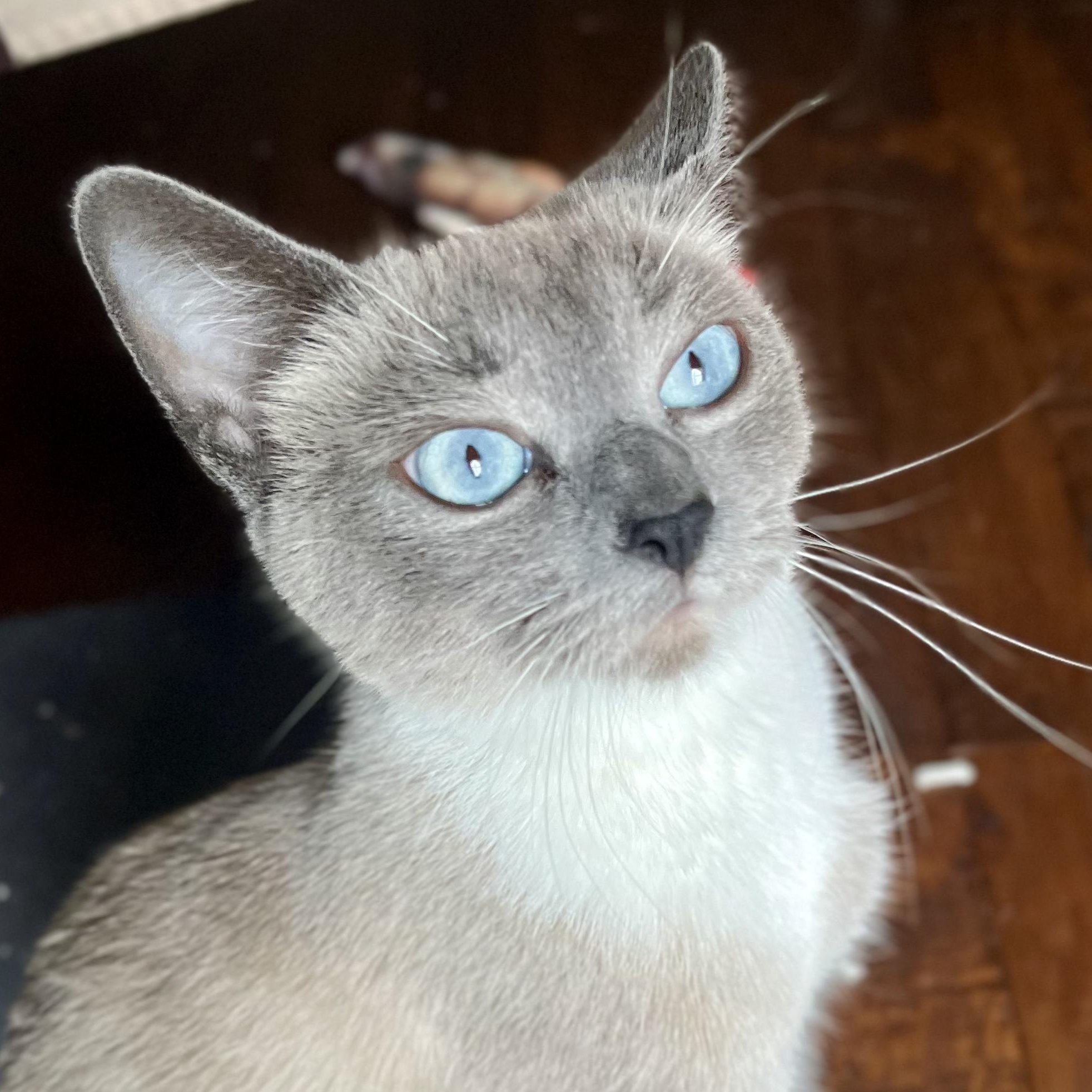 Honey, adopted, Adult Female Manx & Siamese.