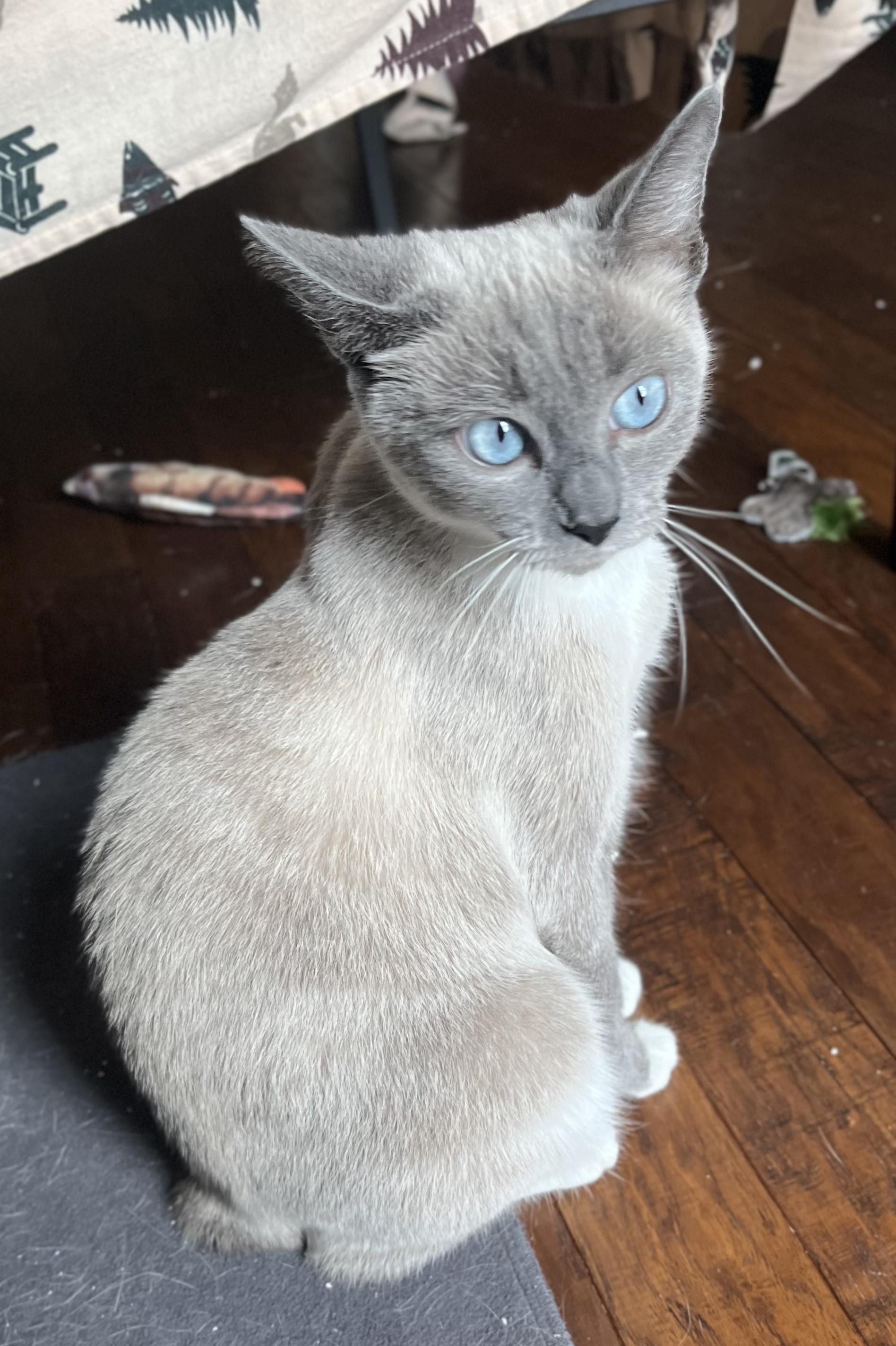 Honey, an adopted mixed breed in Springfield, OR image 4/5