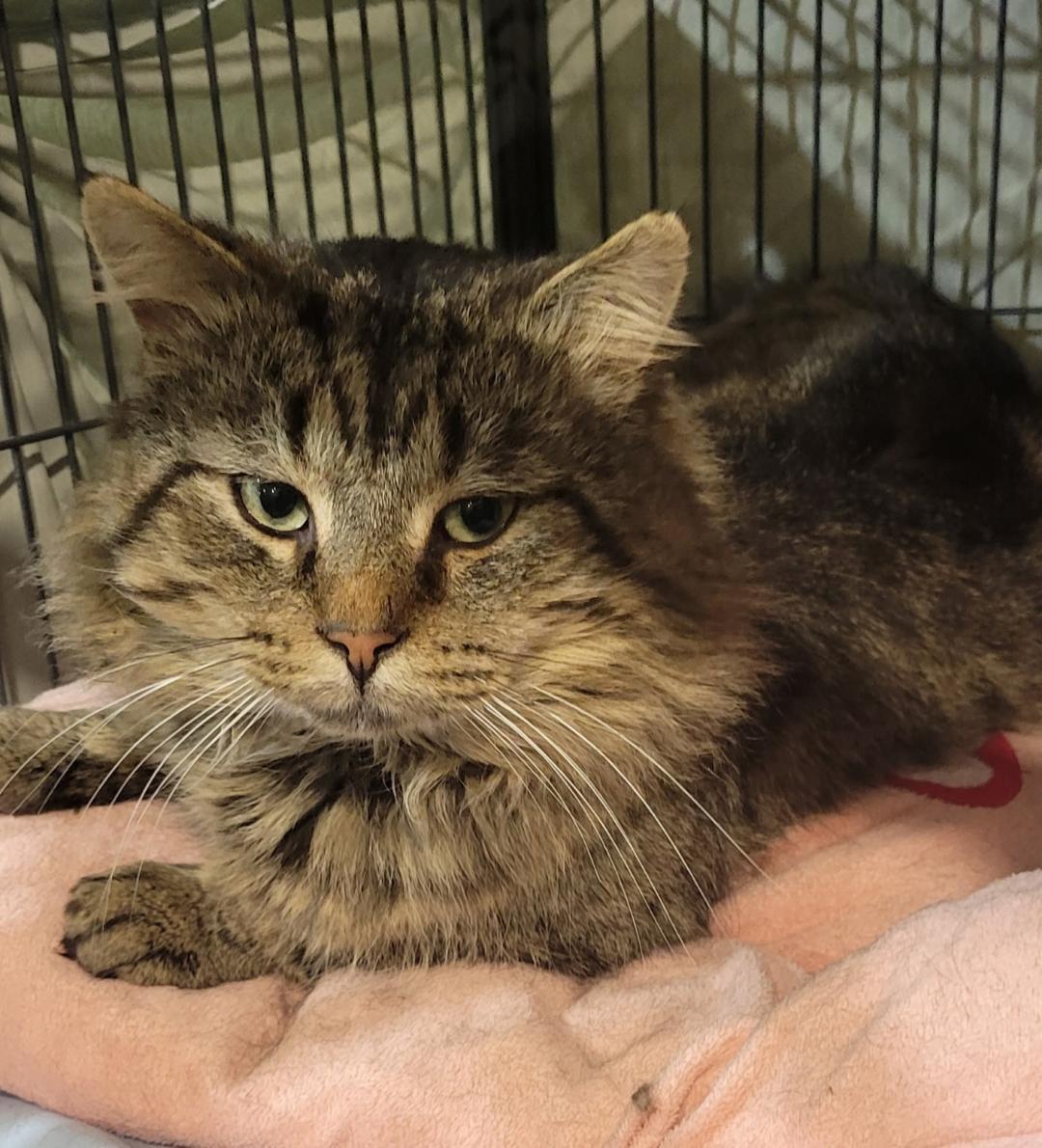 Tom, ADOPTABLE, Adult Male Tabby.