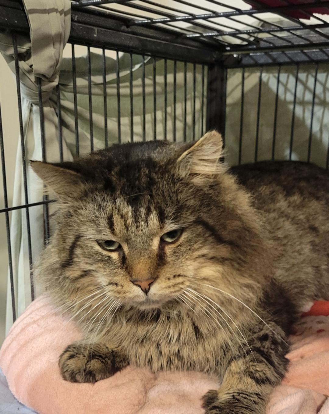 Enlarge Tom, a ADOPTABLE Tabby in Hamilton, ON image 2/3