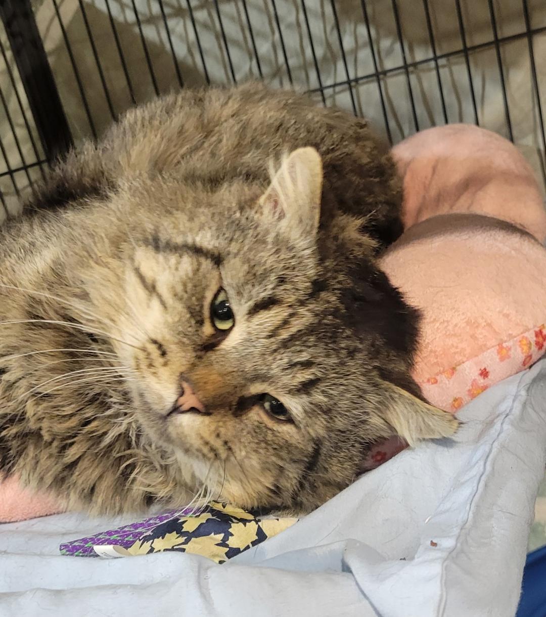 Enlarge Tom, a ADOPTABLE Tabby in Hamilton, ON image 3/3