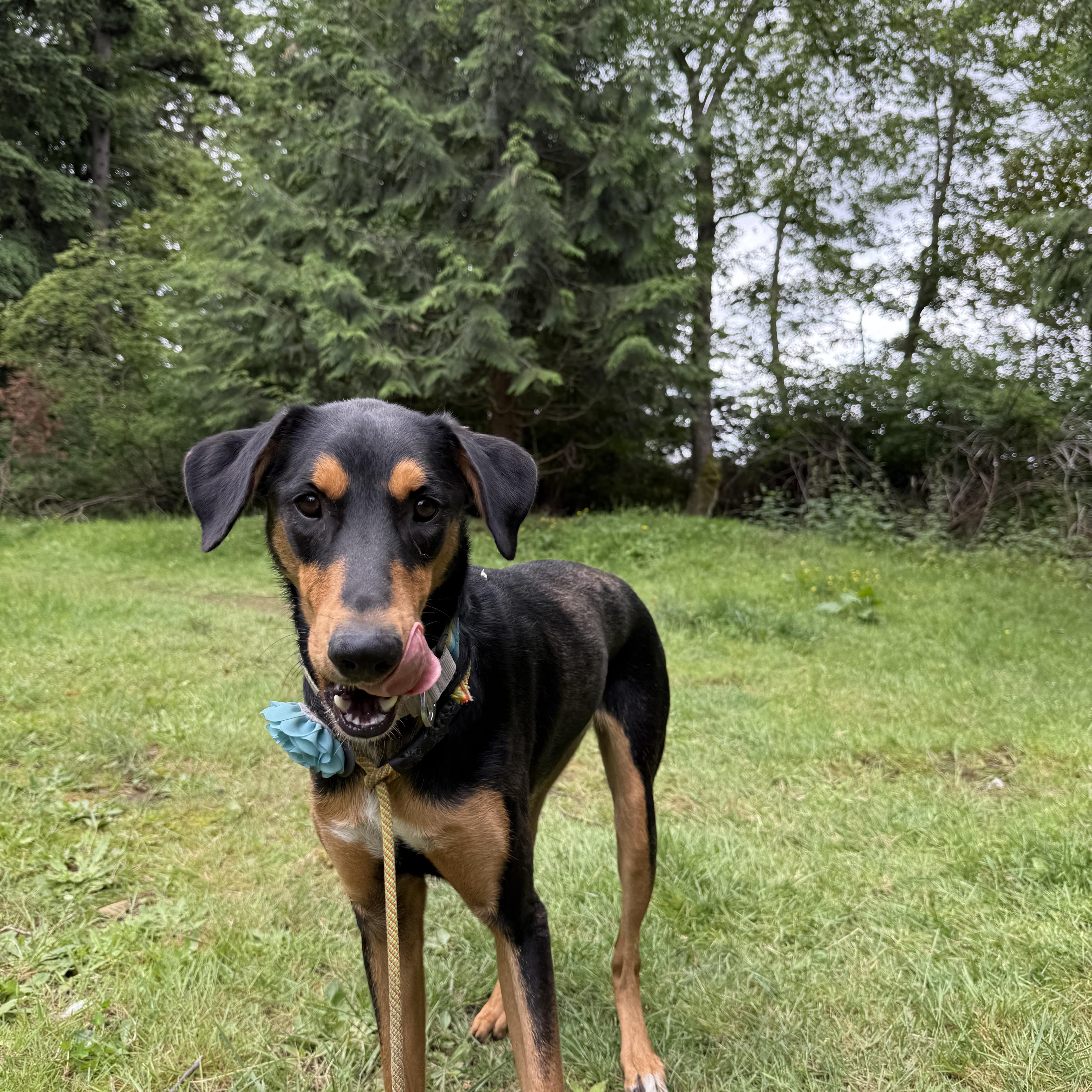 Delilah