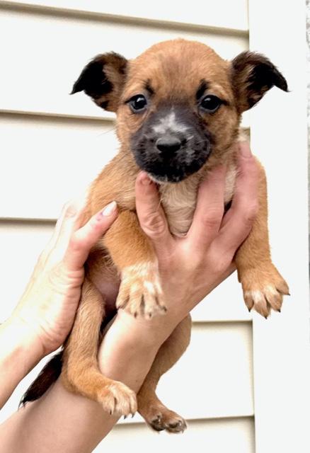 Rose Flora — thumbnail 2