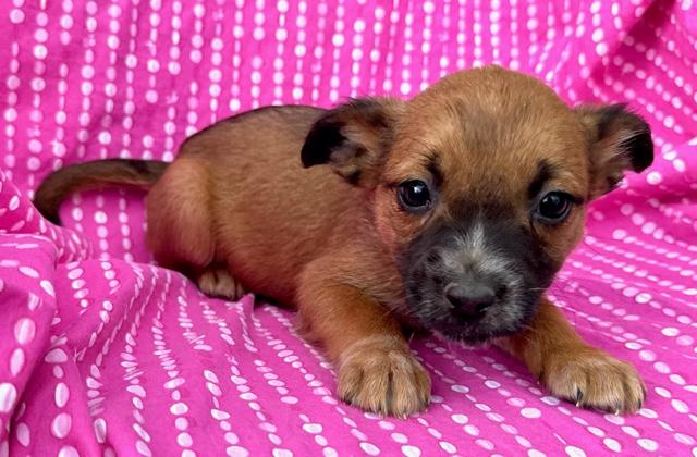 Rose Flora — thumbnail 3