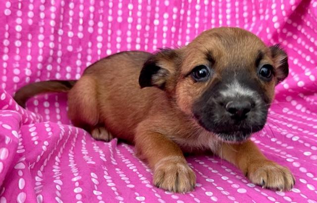 Rose Flora — thumbnail 4