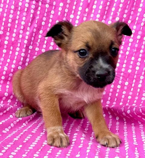 Rose Flora — thumbnail 5