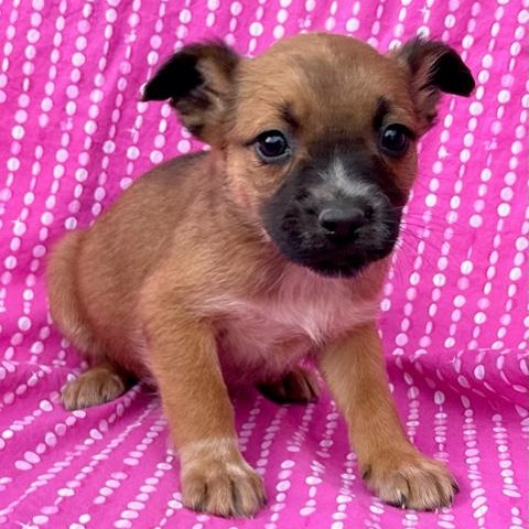 Rose Flora — thumbnail 6