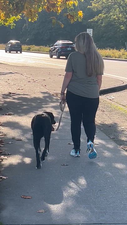 Enlarge Leonardo, a Adoptable mixed breed in Olympia, WA video 5/6