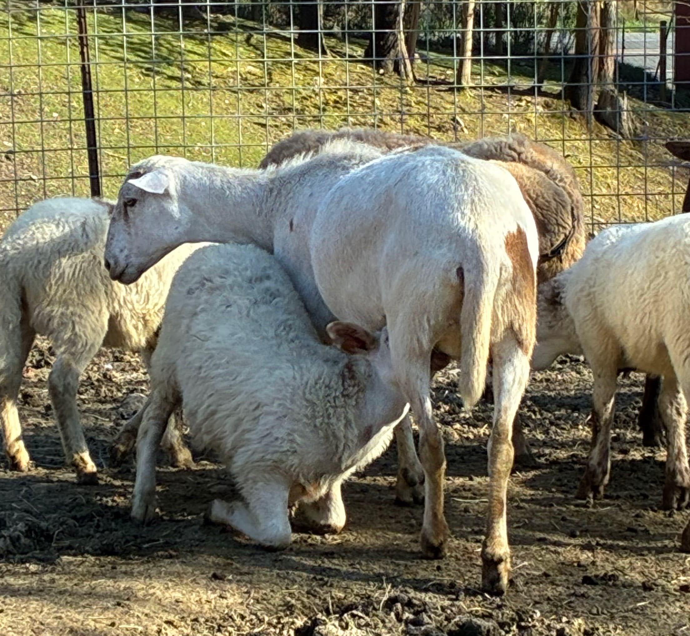 Tinker and Belle, Adult Female unknown
