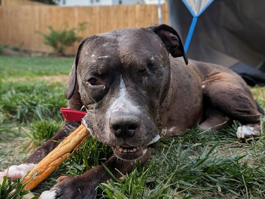 Aero, a ADOPTABLE mixed breed in Bowie, MD image 5/5
