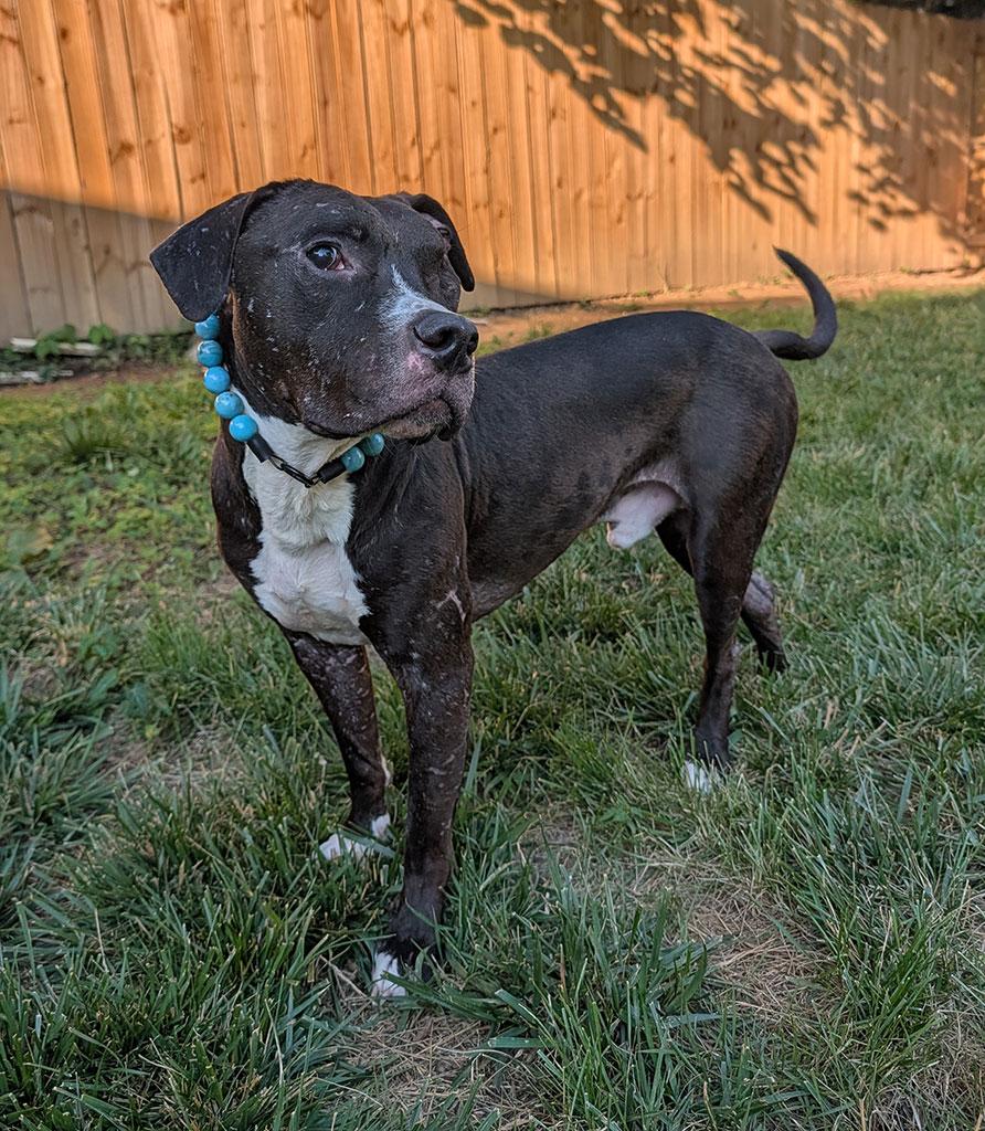 Aero, ADOPTABLE, Young Male Labrador Retriever & American Staffordshire Terrier.