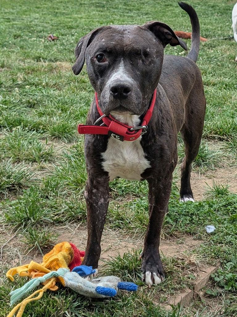 Aero, a ADOPTABLE mixed breed in Bowie, MD image 3/5
