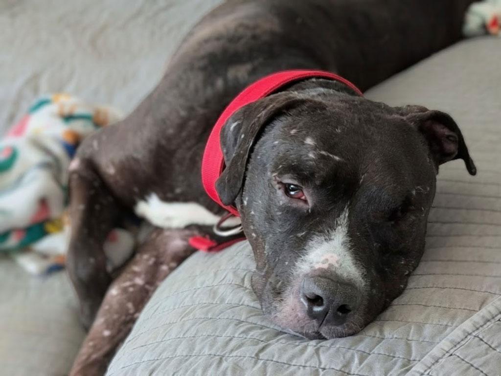 Aero, a ADOPTABLE mixed breed in Bowie, MD image 4/5