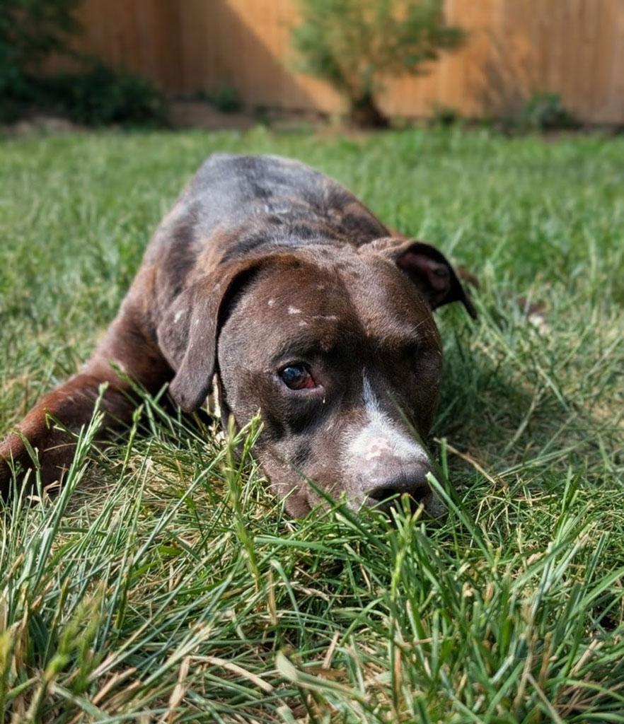 Aero, a ADOPTABLE mixed breed in Bowie, MD image 2/5