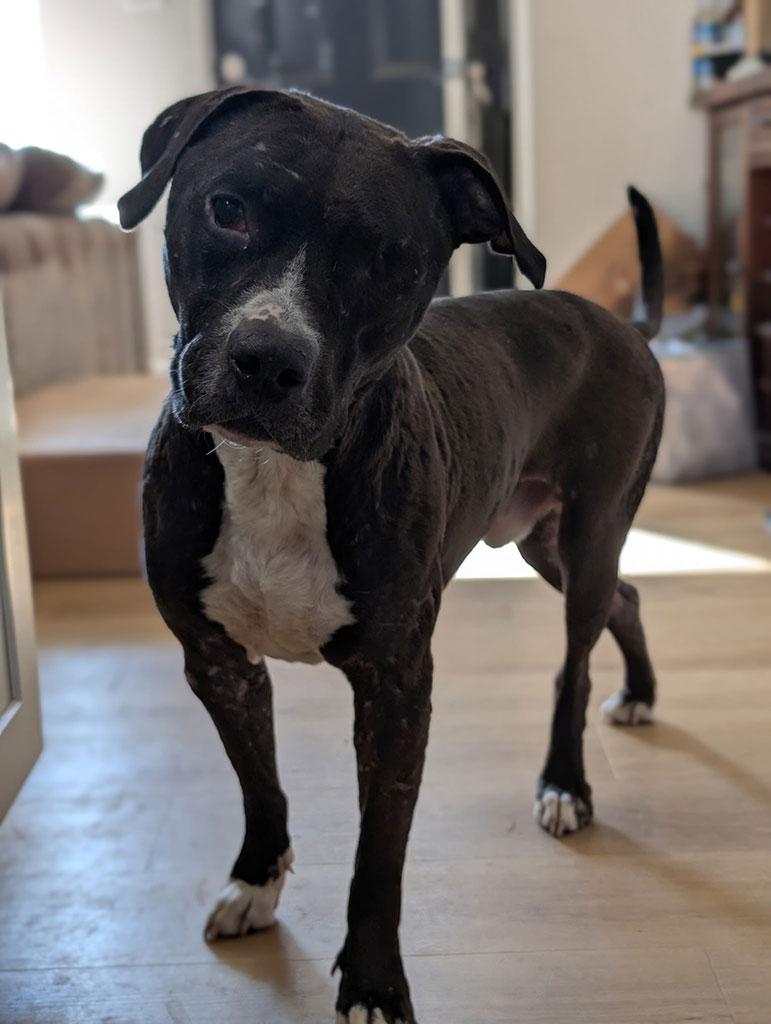 Aero, ADOPTABLE, Young Male Labrador Retriever & American Staffordshire Terrier.
