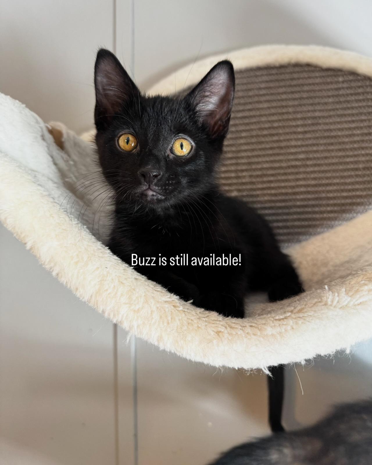 Enlarge Buzz & Woody, a ADOPTABLE American Shorthair in Paonia, CO image 2/4