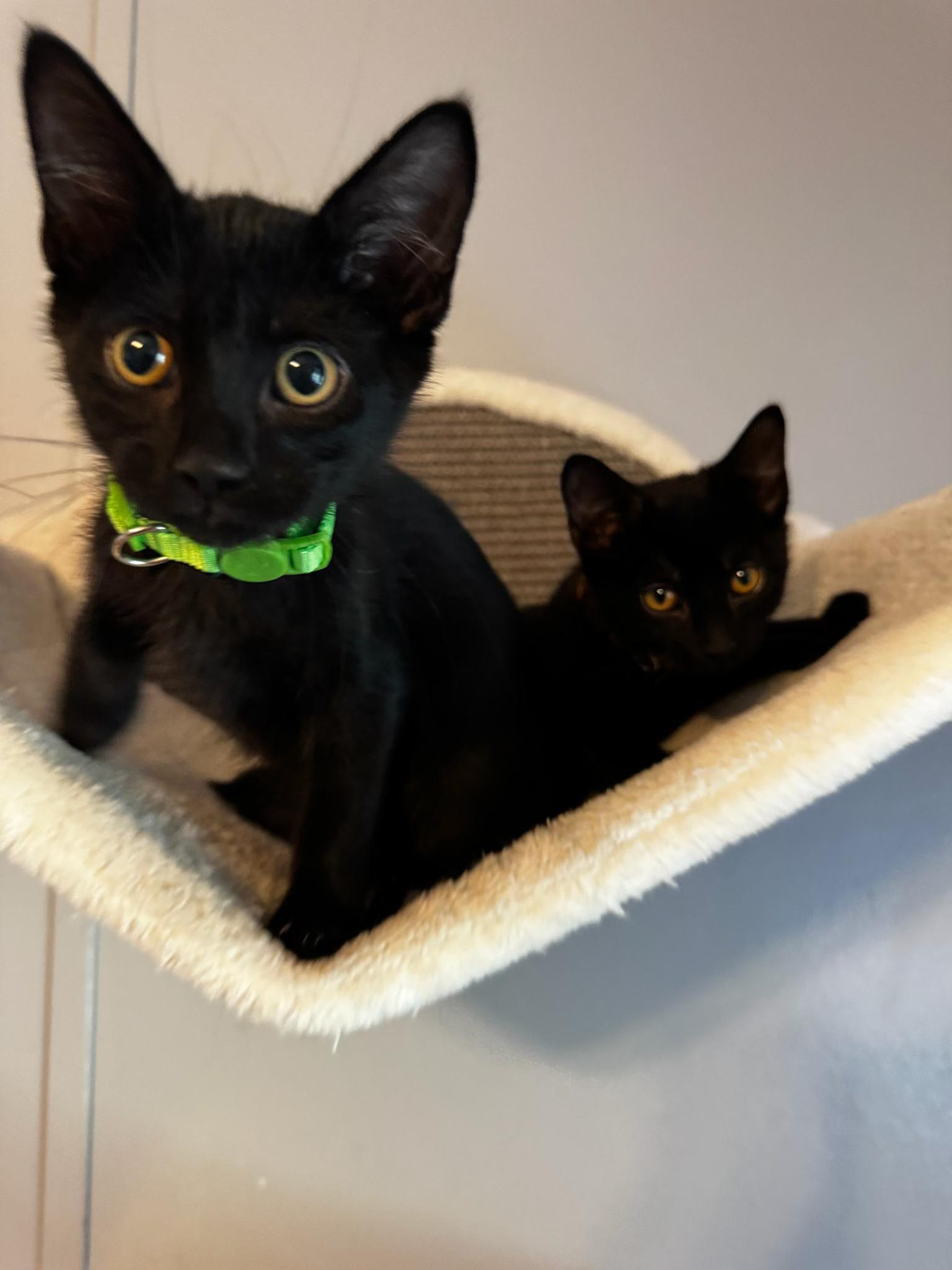 Enlarge Buzz & Woody, a ADOPTABLE American Shorthair in Paonia, CO image 4/4