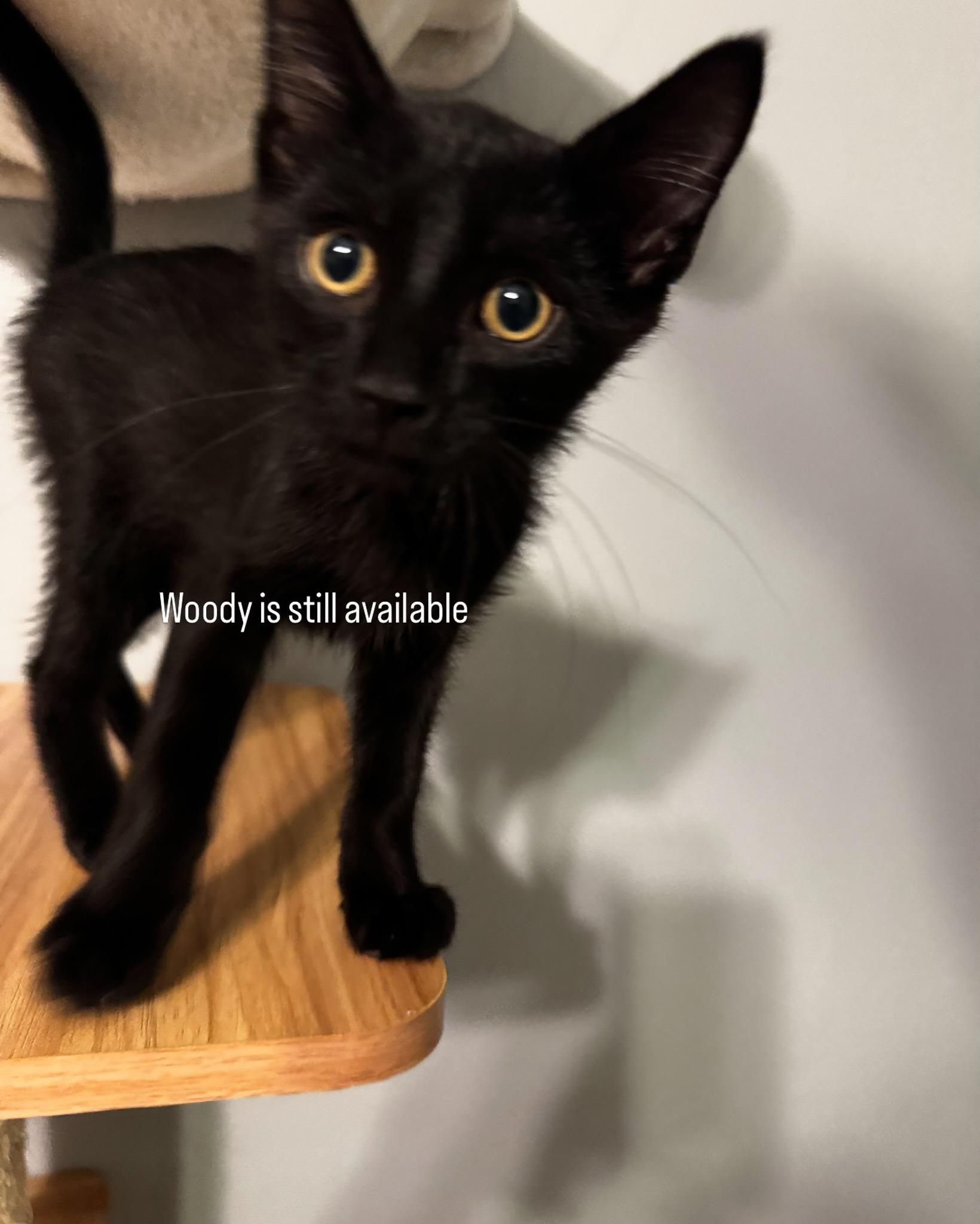 Enlarge Buzz & Woody, a ADOPTABLE American Shorthair in Paonia, CO image 1/4