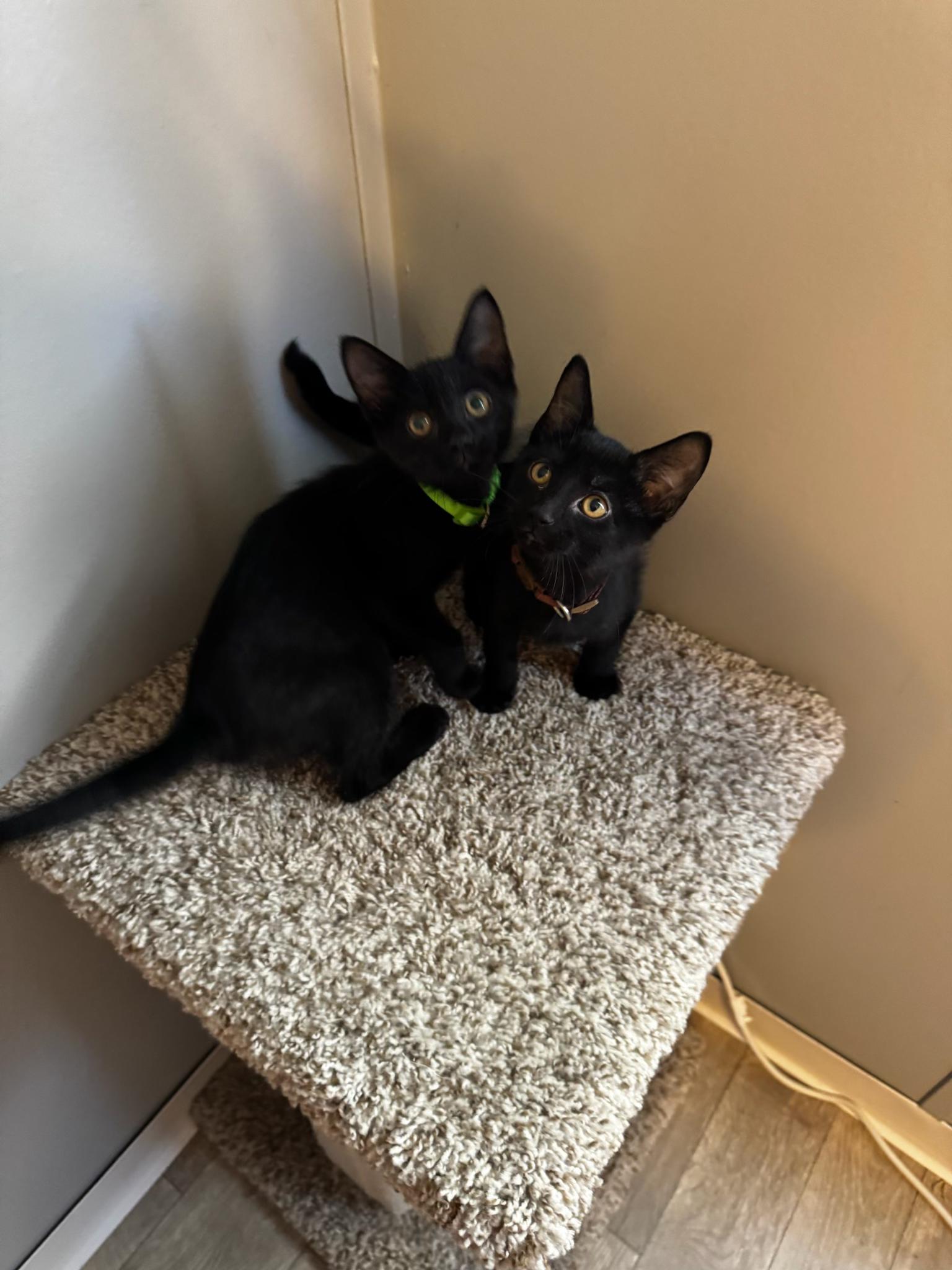 Enlarge Buzz & Woody, a ADOPTABLE American Shorthair in Paonia, CO image 3/4