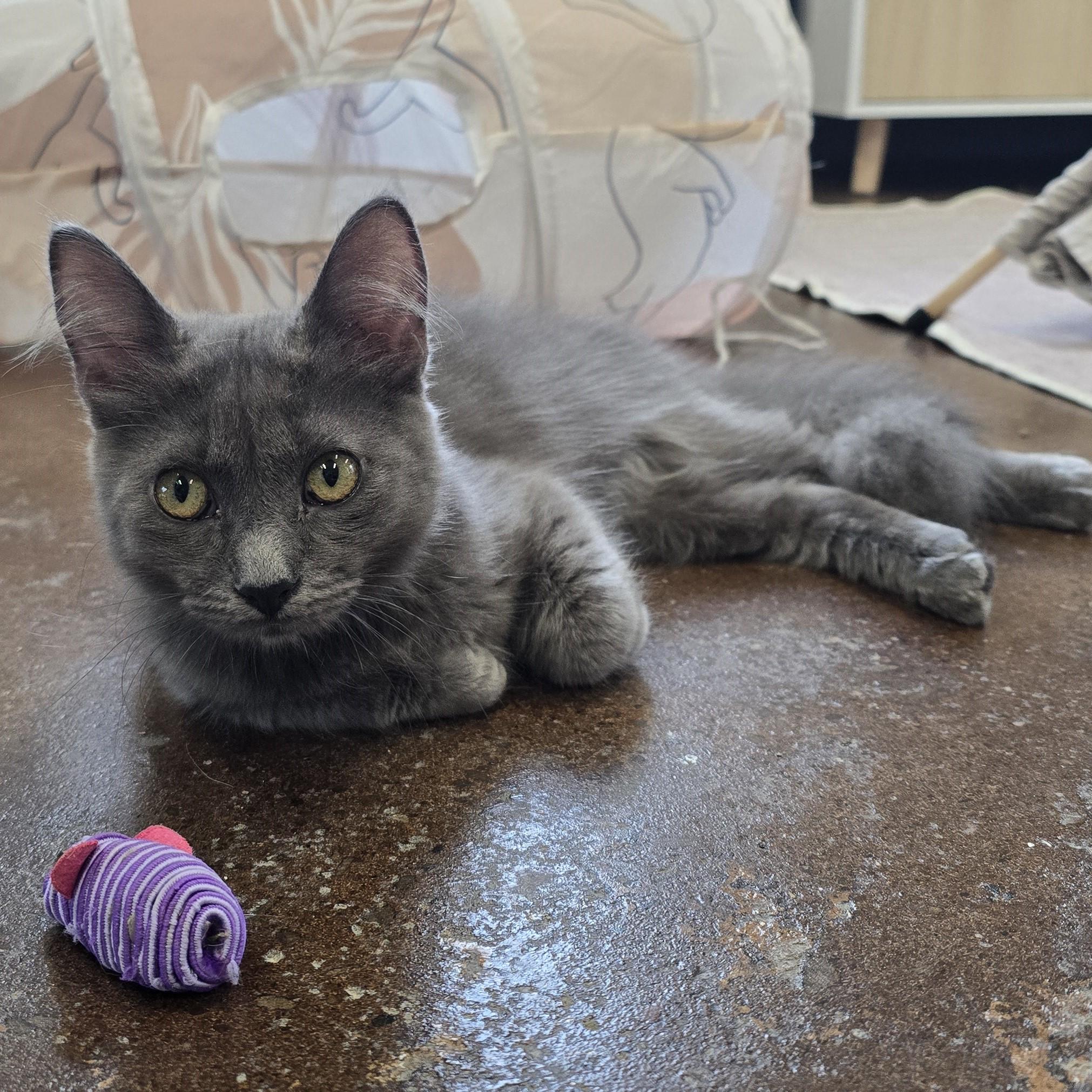 Enlarge Niño, a ADOPTABLE Domestic Medium Hair in Nashville, TN image 5/6