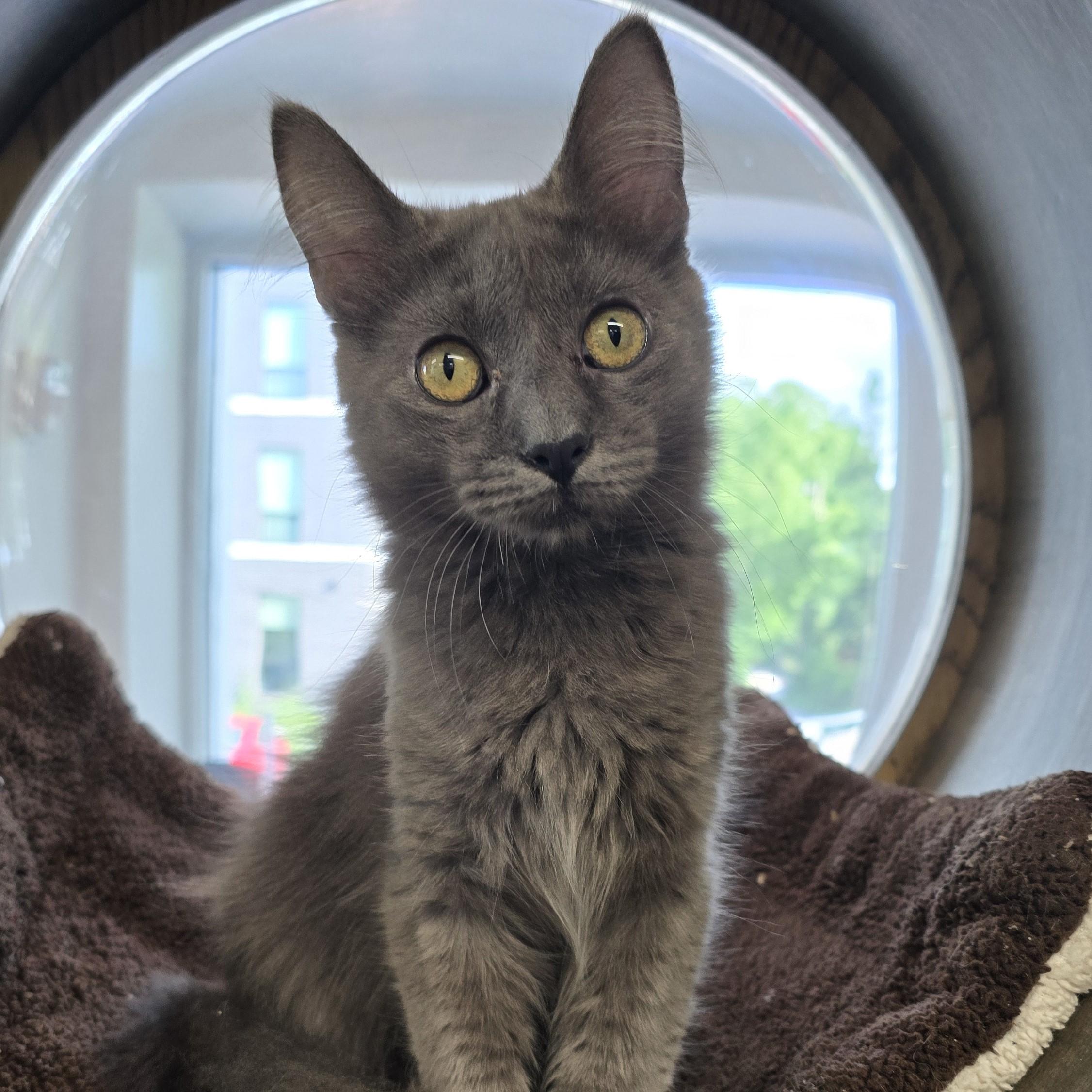 Niño, ADOPTABLE, Young Male Domestic Medium Hair.